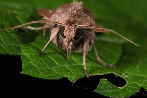 Xestia xanthographa