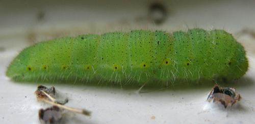 Réf. 62 479 : Pieris napi