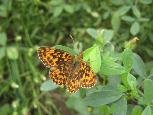 Réf. 62 422 : Boloria dia