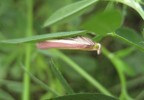 Oncocera semirubella