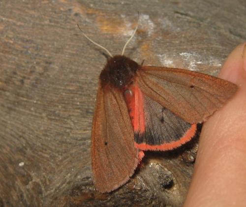 Réf. 62 577 : Phragmatobia fuliginosa