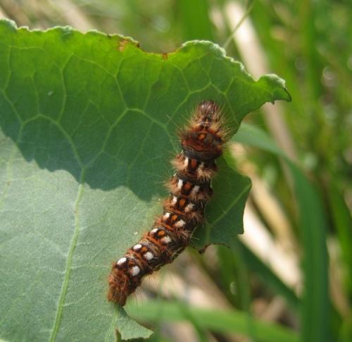 Acronicta rumicis