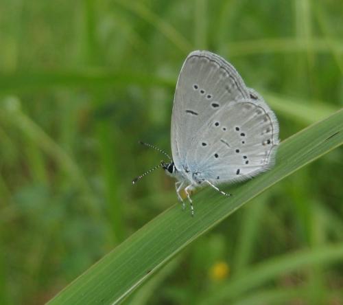 Réf. 62 576 : Cupido sp.