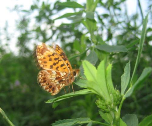 Boloria dia