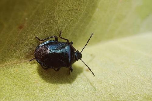 Zicrona caerulea
