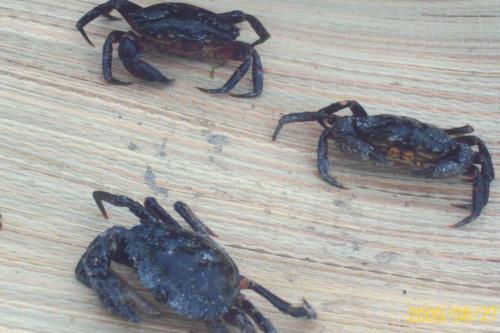 Réf. 62 718 : Carcinus maenas