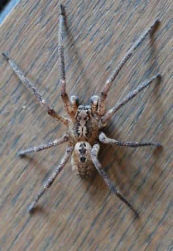 Zoropsis spinimana