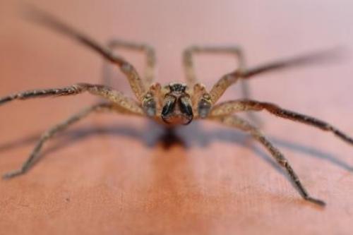 Zoropsis spinimana