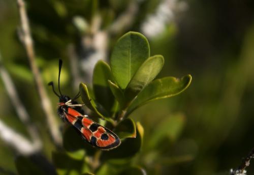 Réf. 62 761 : Zygaena fausta