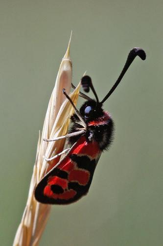 Zygaena fausta