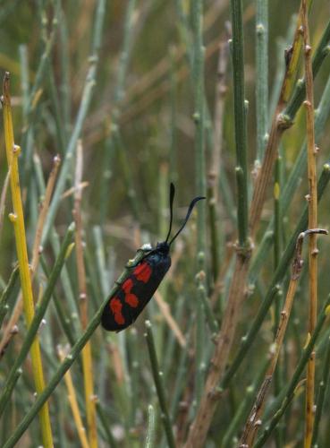 Zygaena sp.