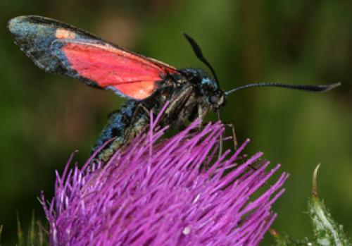 Zygaena sp.