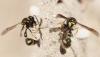 Eumenes sp.