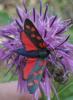 62411 – Photo : Nicolas Alric – France (05)