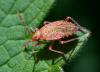 62442 – Photo : Régis Henry – France (57)