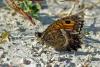 62765 – Photo : Bernard DELEFOSSE – France (84)