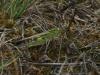 62264 – Photo : Sylvain Houpert – France (77)