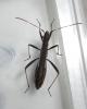 62941 – Photo : Thomas Cherpitel – France (44)