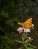 62147 – Photo : Michel Renou – France (26)