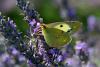 62666 – Photo : Bernard DELEFOSSE – France (26)