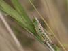 62335 – Photo : Sylvain Houpert – France (78)
