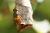 62031 – Photo : Marc Solari – France (68)
