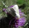 62036 – Photo : Arnaud Jean-Pierre – France (11)