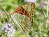 62455 – Photo : Christophe Le Pogam – France (56)