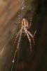 62908 – Photo : Nicolas Alric – France (12)