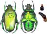 62663 – Photo : Dominique Poirier-Ducrocq – Zimbabwe
