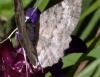 62199 – Photo : Pelouard – France (74)