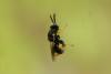 62348 – Photo : Vecho – France (85)