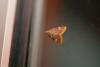 62444 – Photo : Vecho – France (85)