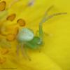 62355 – Photo : Bernard VENEAU – France (41)