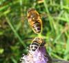 62241 – Photo : Elisabeth A. Harris – Royaume-Uni