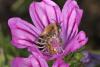 62330 – Photo : eudemis – France (33)