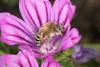 62332 – Photo : eudemis – France (33)