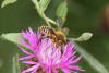 62057 – Photo : eudemis – France (33)