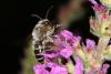 62194 – Photo : eudemis – France (33)