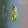 62385 – Photo : Bernard VENEAU – France (41)