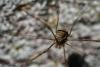 62354 – Photo : Bernard VENEAU – France (41)