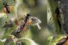 62676 – Photo : Frederic Le Touze – France (76)