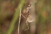 62847 – Photo : eudemis – France (33)