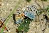 62874 – Photo : Bernard DELEFOSSE – France (84)
