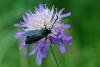 62959 – Photo : Bernard DELEFOSSE – France (26)