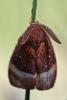 Lasiocampa quercus