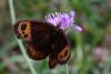 62395 – Photo : Bernard DELEFOSSE – France (26)