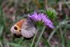 62396 – Photo : Bernard DELEFOSSE – France (26)