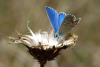 62278 – Photo : Bernard DELEFOSSE – France (26)
