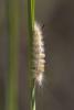 62570 – Photo : Jean-Laurent HENTZ – France (30)